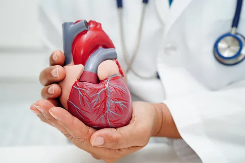 doctor holding heart prototype